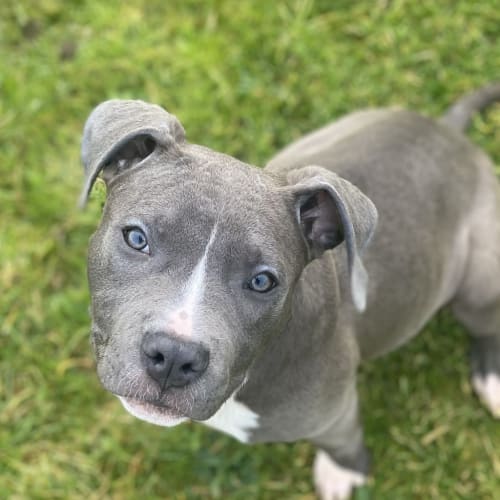 Roxy