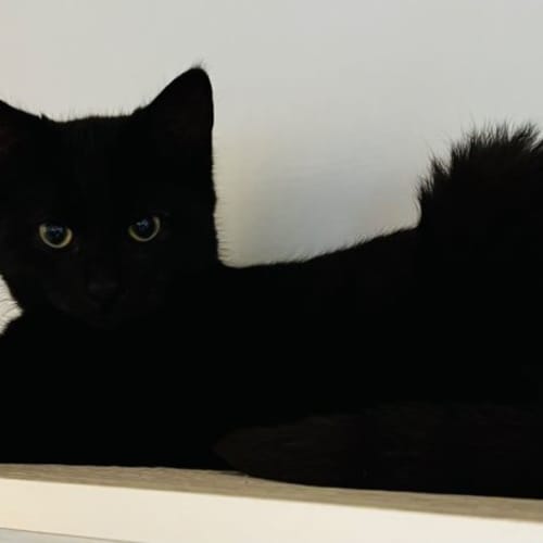 Jag