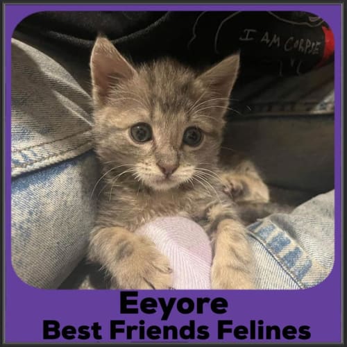 Eeyore 
