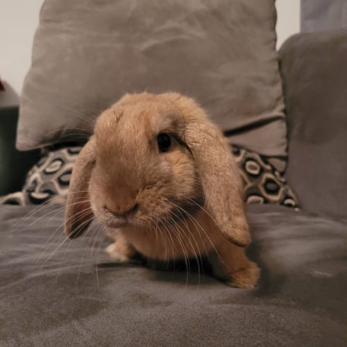 Luca