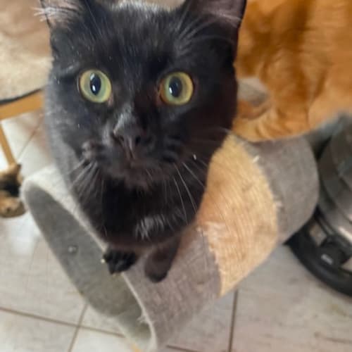 Bagheera