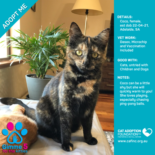 Coco Just $39 Limited Time!