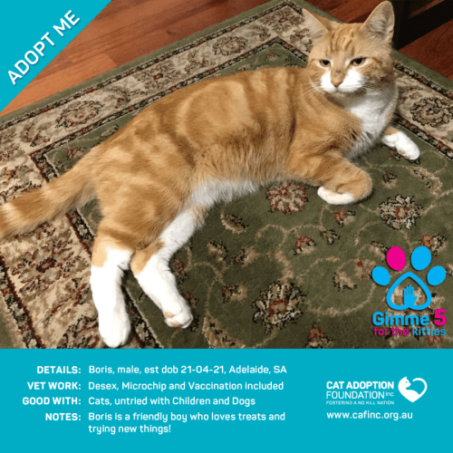 Boris Just $39 Limited Time!