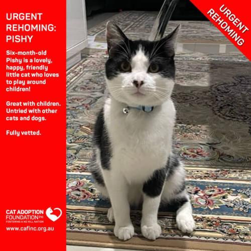 Pishy Private Rehoming No Charge!