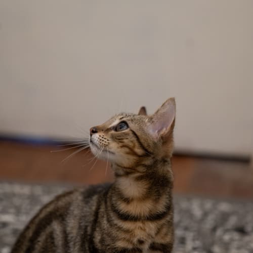 Alvin