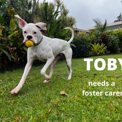 Toby