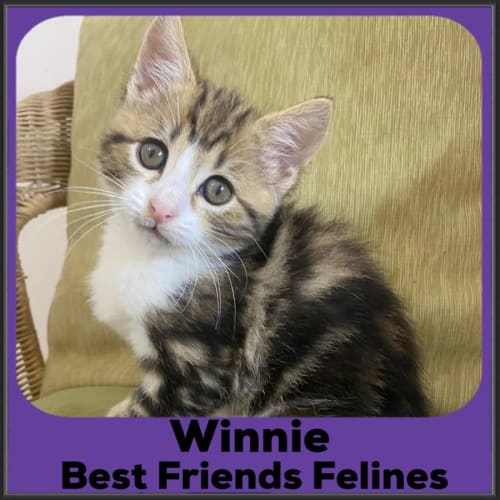 Winnie 