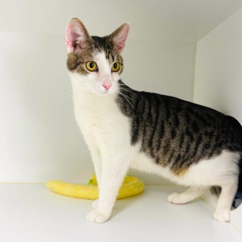 Teddy - Meet me at PetStock Hawthorn