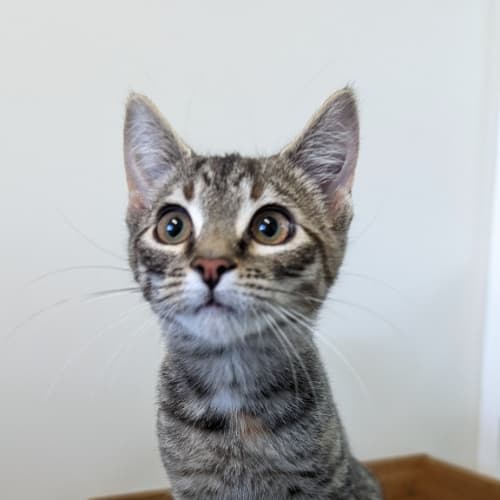 Maya