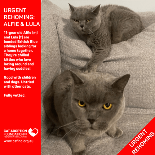 Alfie and Lula Private Rehoming No Charge!