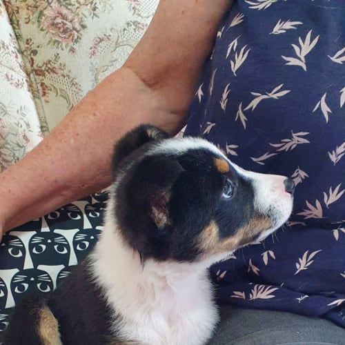 Archie