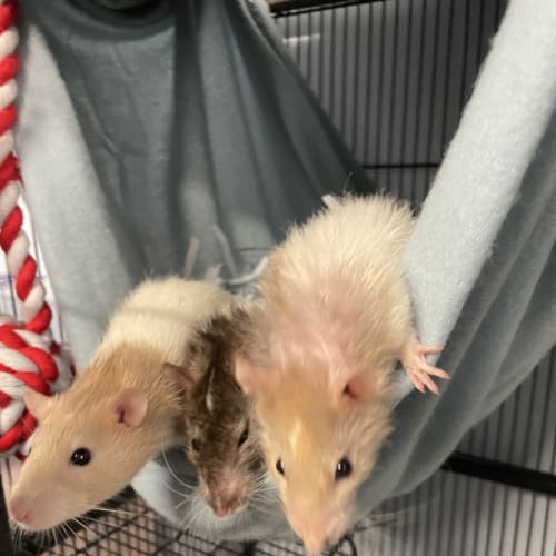 Nini, Neela 