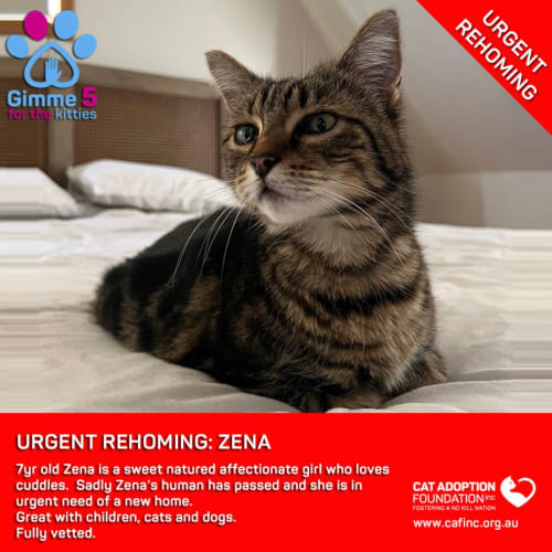 Zena Private Rehoming No Charge!