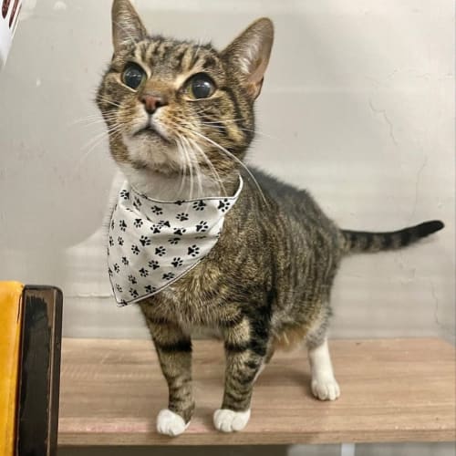 Sox