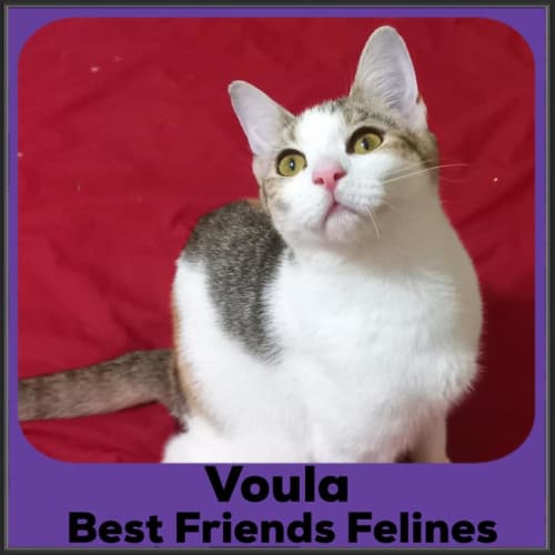 Voula 