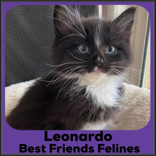 Leonardo 