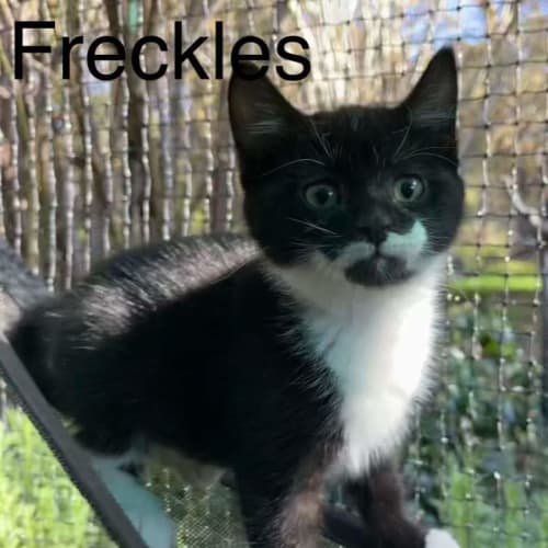Freckles