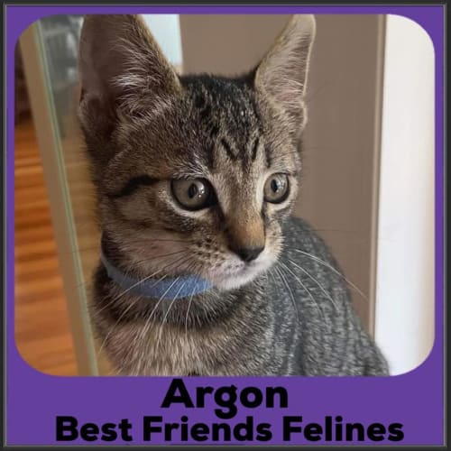 Argon 