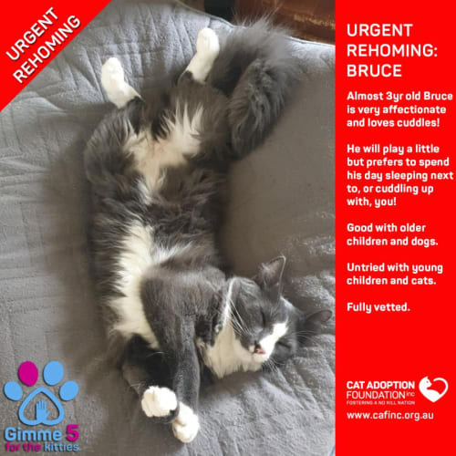 Bruce Private Rehoming No Charge!