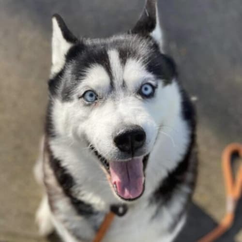Mia