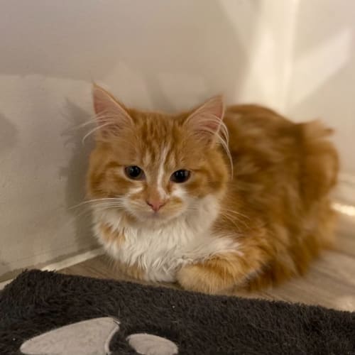 Penelope **2nd Chance Cat Rescue**