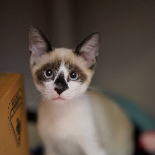 Smudge