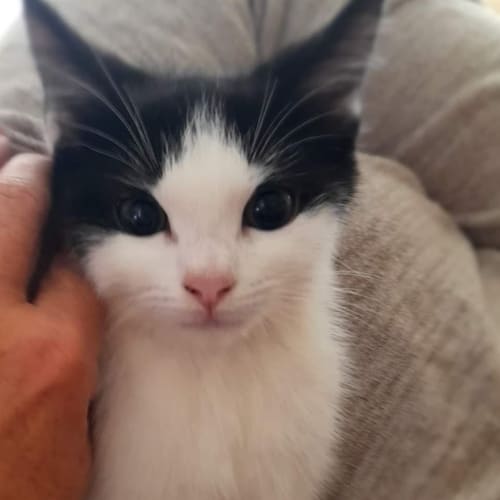 Gizmo
