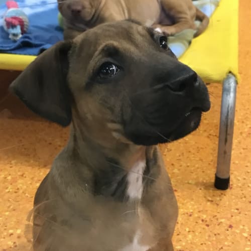 Maverick