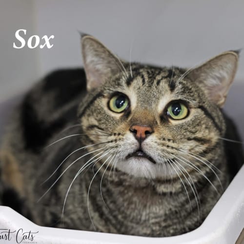 Sox