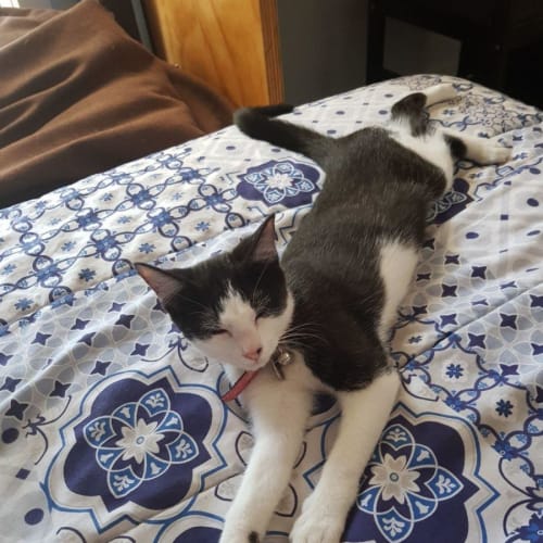 Saphira