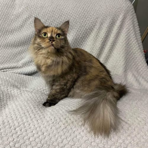 Tula 