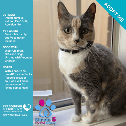 Pacey Just $39 Limited Time!