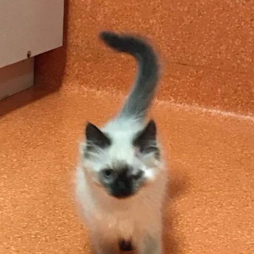 Rengar