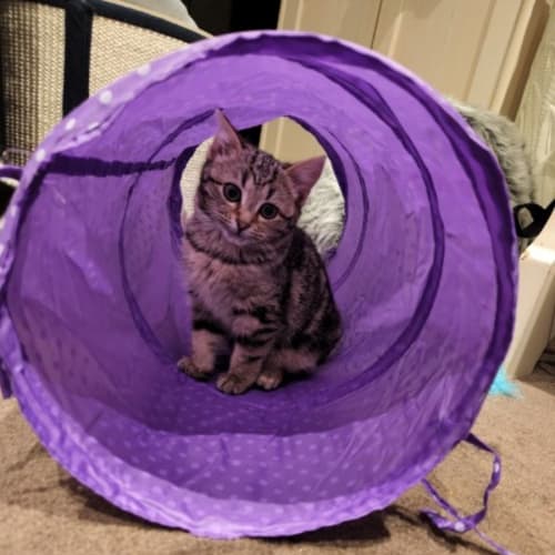Hermione **2nd Chance Cat Rescue**