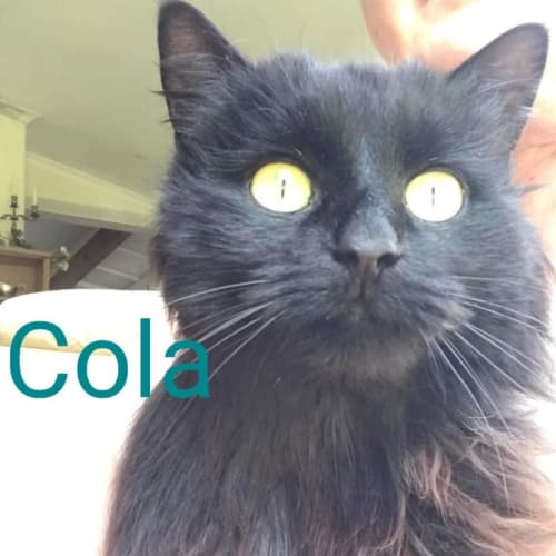 Cola