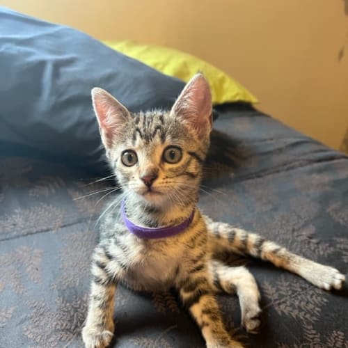 Nina