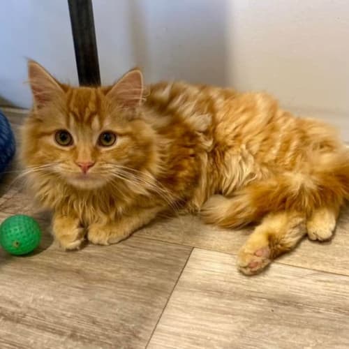 Augie**2nd Chance Cat Rescue**