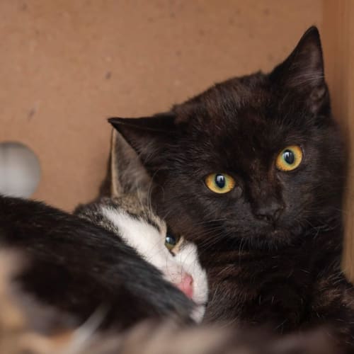 Narnia**2nd Chance Cat Rescue