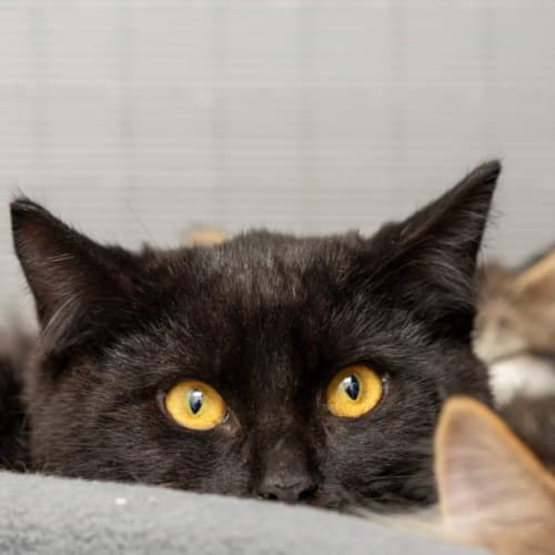 Nox**2nd Chance Cat Rescue**
