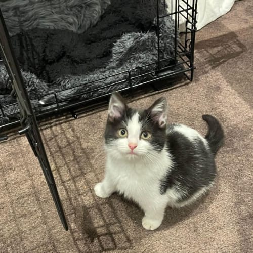 Dudley**2nd Chance Cat Rescue**