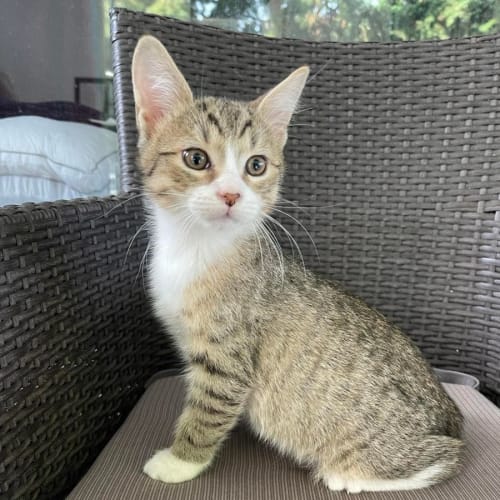 Minnie (mini)**2nd chance cat rescue
