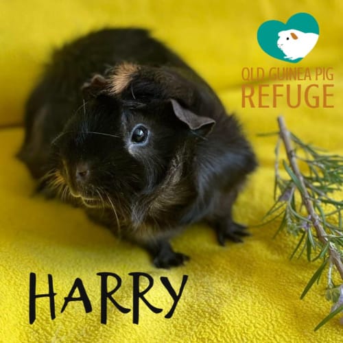 Harry (desexed male)