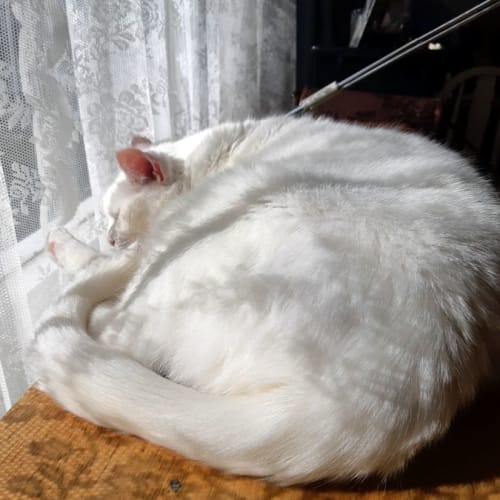 Pushka