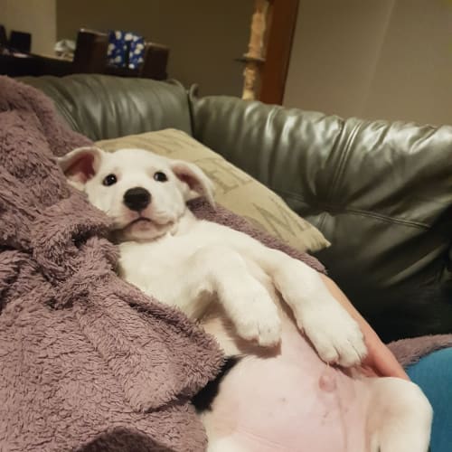 Loki(now Marvin)