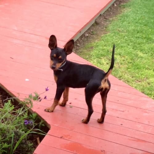 Roxy