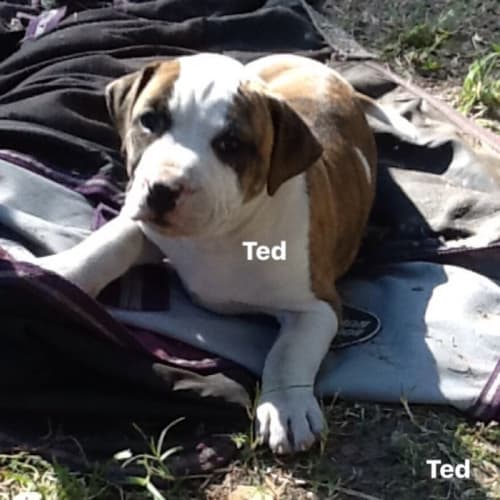 Ted E1436