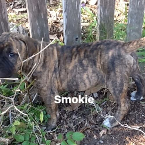 Smokey E1434