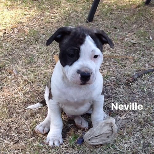Neville E1435