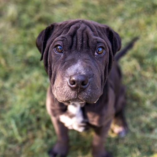 Clyde