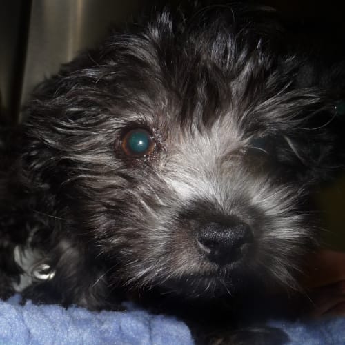 Cooper